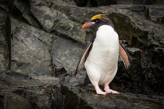 051 Zuid-Georgie, Hercules Bay, macaronipinguin.jpg